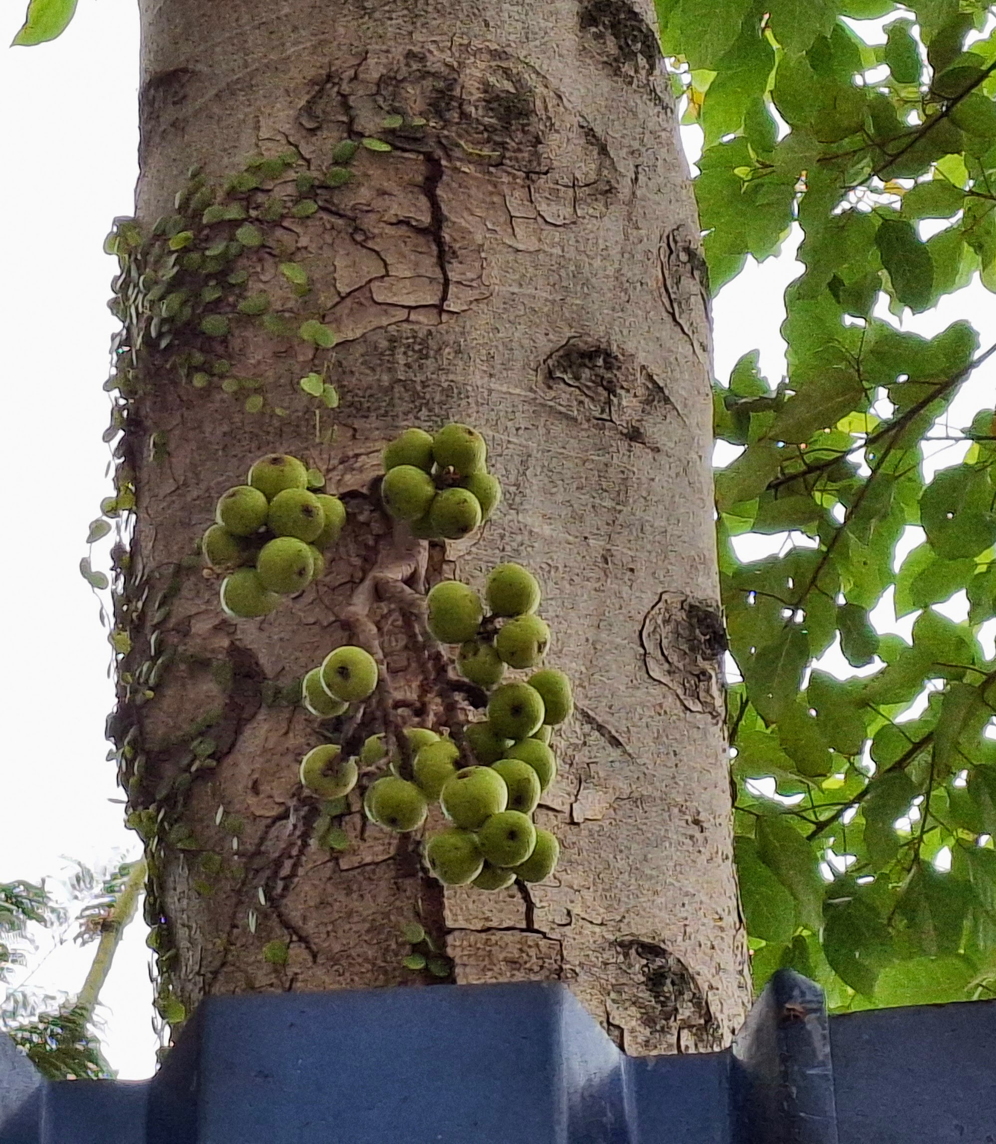 Secrete Tree Secret Trees of KL - CloudJoi