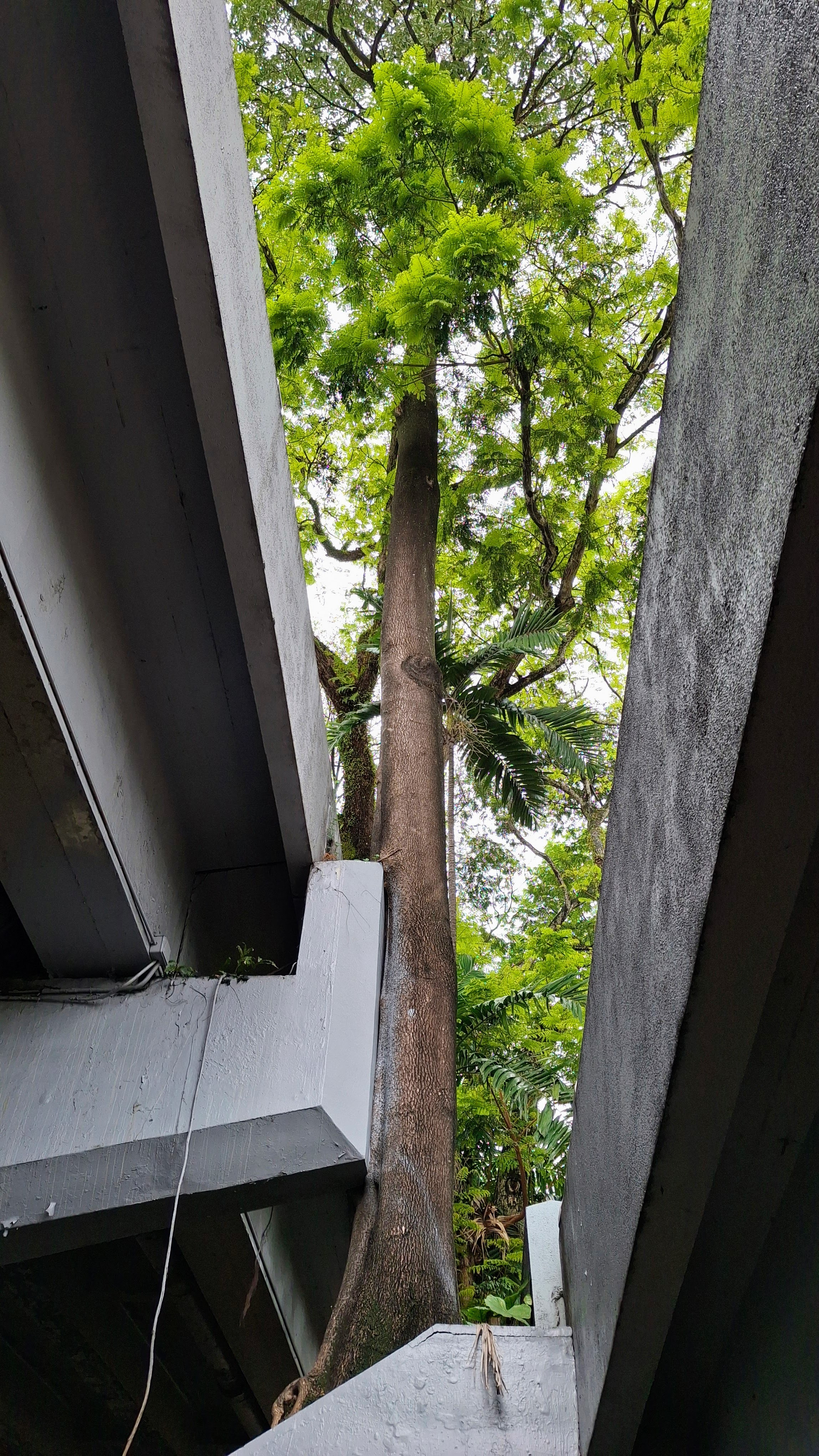 Secret Trees of KL - CloudJoi